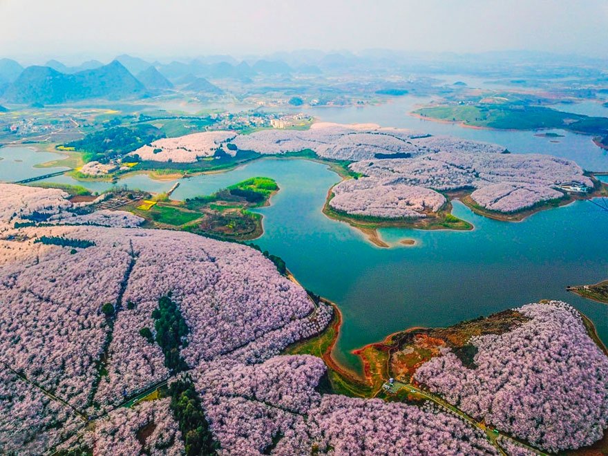 ngam-ve-dep-hoa-anh-dao-no-kin-troi-tai-trung-quoc