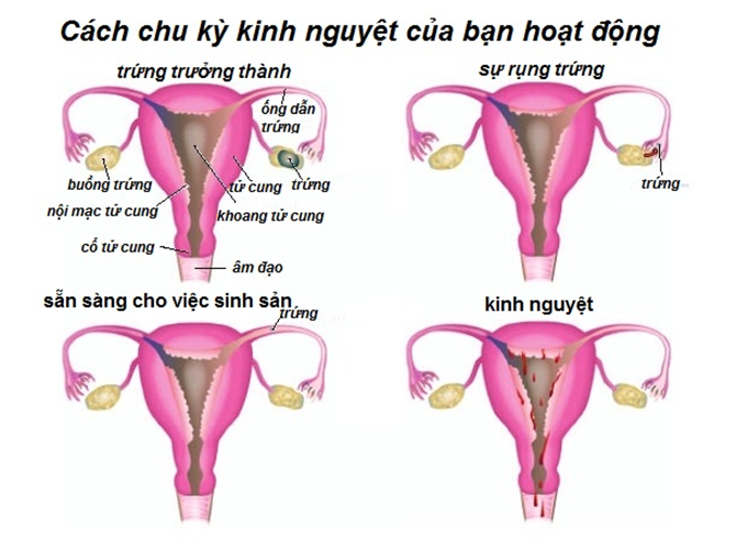 ngay-den-do-la-ngay-gi-va-nhung-bi-mat-ve-ngay-den-do-o-nu-gioi