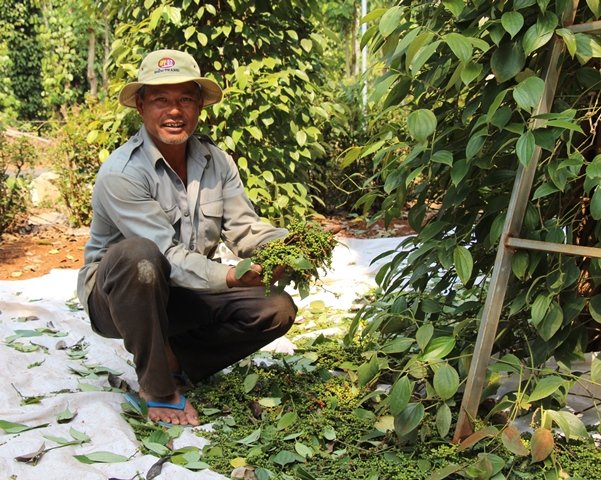 gia-nong-san-hom-nay-283-gia-tieu-tiep-da-tang-gia-ca-phe-giam-them-100-dongkg