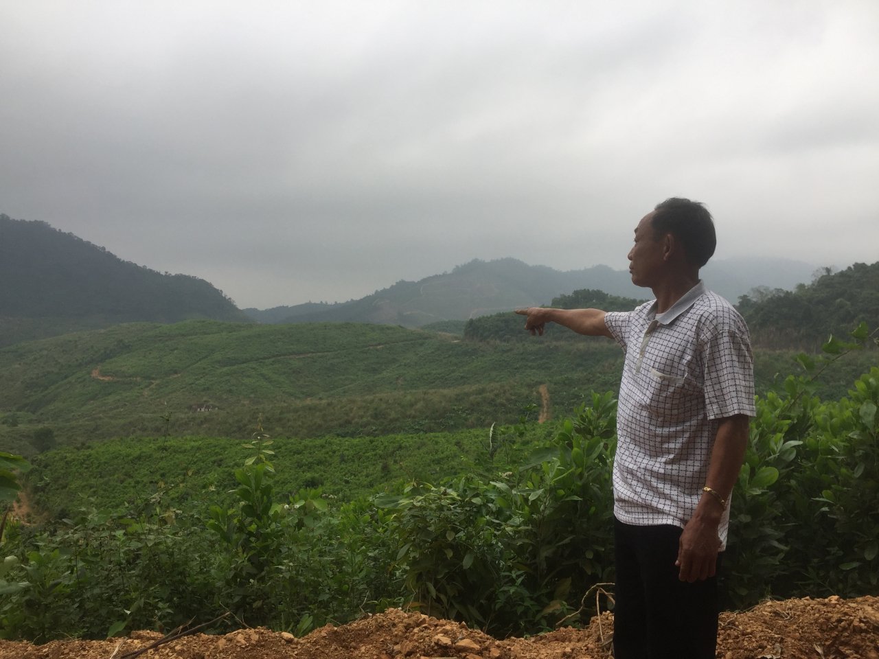nghe-an-20-nam-quan-rung-gio-thanh-cong-coc