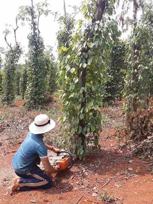 gia-nong-san-hom-nay-34-gia-tieu-qua-thap-nong-dan-chat-bo-gia-ca-phe-giam-200-dong