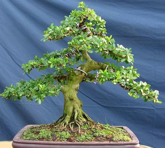 Cây linh sam giúp nông dân 