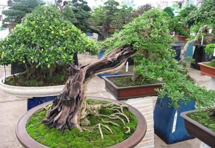 Cây linh sam giúp nông dân 