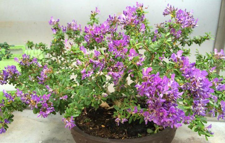 Cây linh sam giúp nông dân 