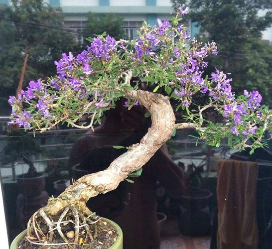 Cây linh sam giúp nông dân 