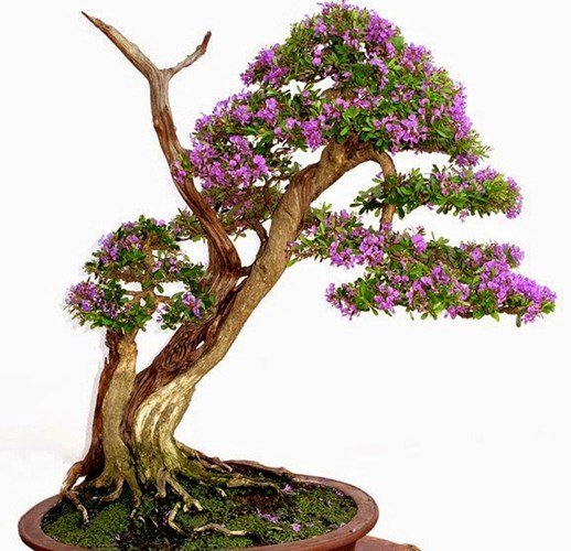 Cây linh sam giúp nông dân 