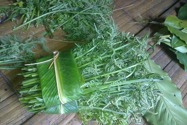 rau-don-la-rau-gi-ma-khien-thuong-lai-trung-quoc-do-xo-mua-vet