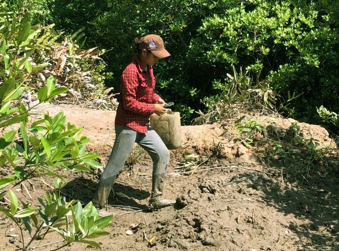 Lội vào rừng sâu, săn đặc sản ốc biển 
