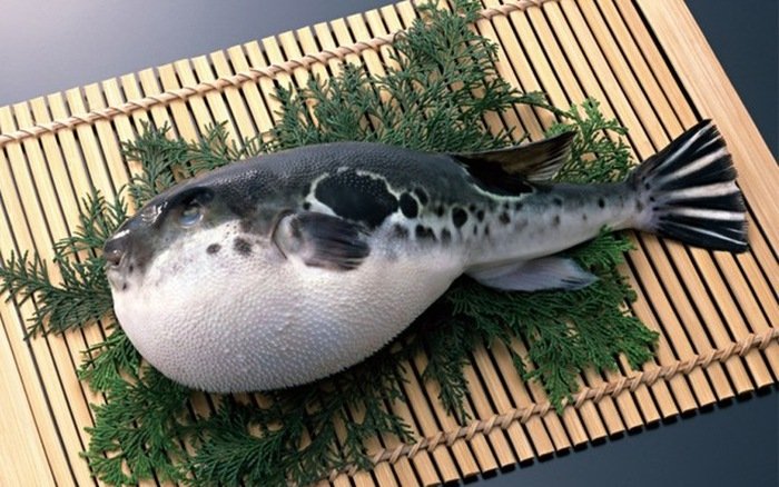 ca-noc-la-ca-gi-va-vi-sao-co-doc-nhung-van-duoc-ua-chuong