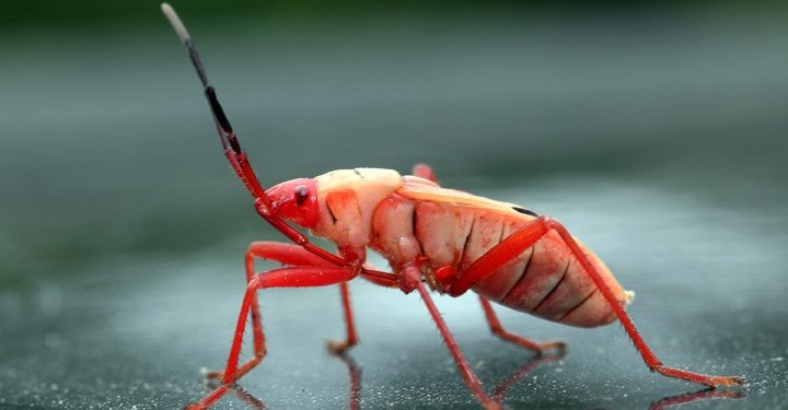 Sâu, gián, mối: những món ăn nghe tên thôi đã phát hoảng nhưng lại là đặc sản ở nhiều nước