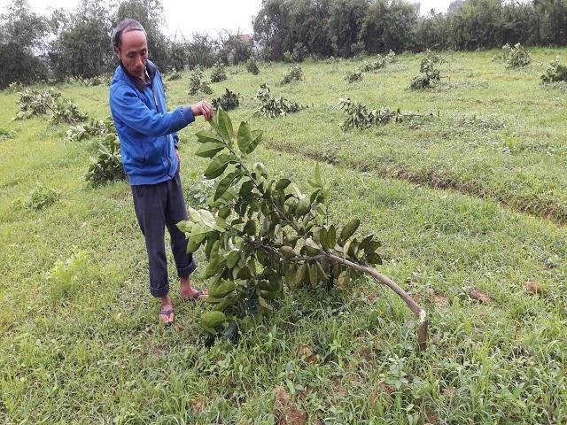 Vườn bưởi Phúc Trạch 2 năm bị chặt phá tan hoang