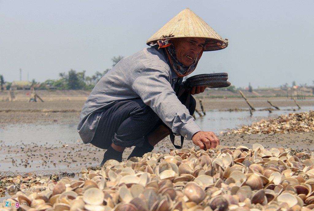 Ngao chết trắng đầm, người dân lo đổ nợ