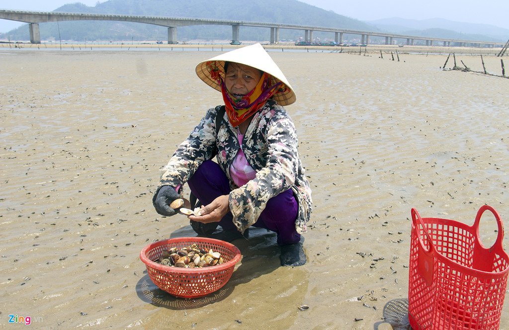 Ngao chết trắng đầm, người dân lo đổ nợ