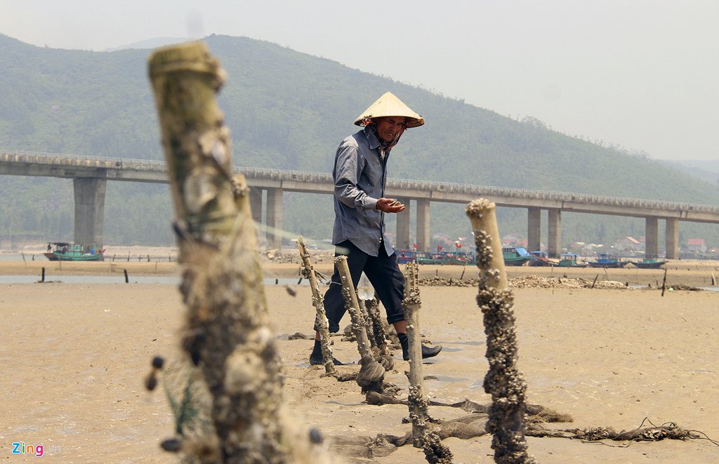 Ngao chết trắng đầm, người dân lo đổ nợ