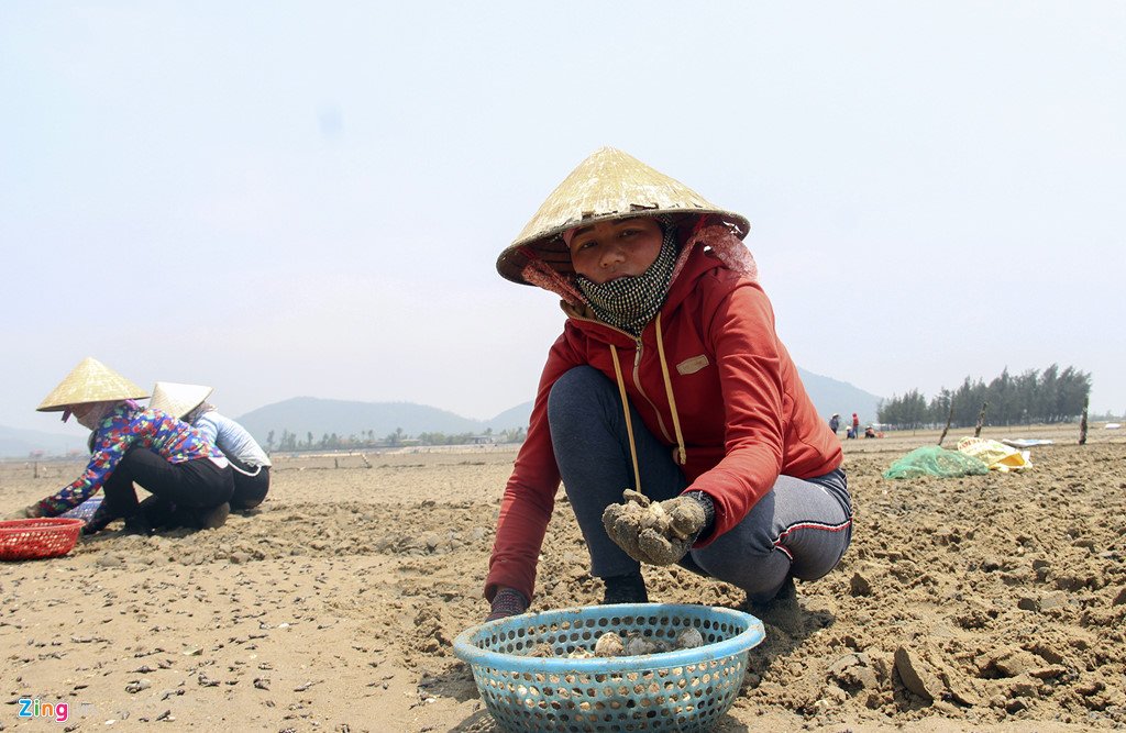 Ngao chết trắng đầm, người dân lo đổ nợ hình ảnh 12 Ngao chết trắng đầm, người dân lo đổ nợ