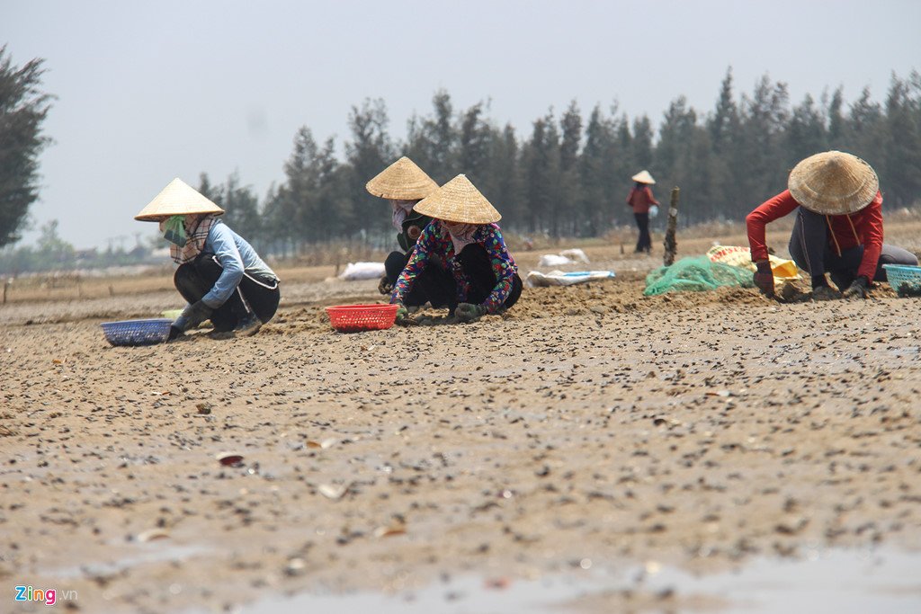 Ngao chết trắng đầm, người dân lo đổ nợ