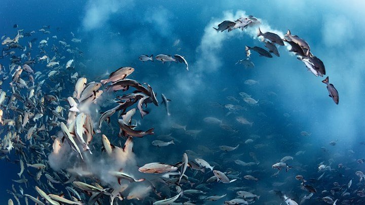 Ảnh: Vẻ đẹp lung linh kỳ thú của các loài sinh vật dưới nước