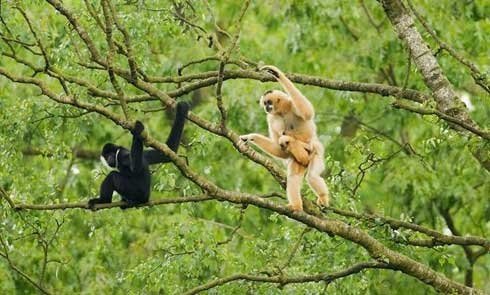 Vẻ đẹp hùng vĩ của Non Nước Cao Bằng - Công viên địa chất Toàn cầu