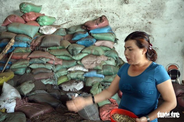 Chưa áp dụng biện pháp hình sự đối với chủ cơ sở 'cà phê pin'