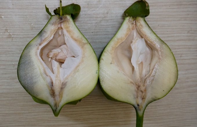 Cây bàng vuông 16 năm tuổi ở Sài Gòn vào mùa nở hoa