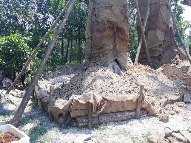 dien-bien-moi-vu-3-cay-quai-thu-khong-lo-phai-trong-bat-dac-di-ben-ve-duong