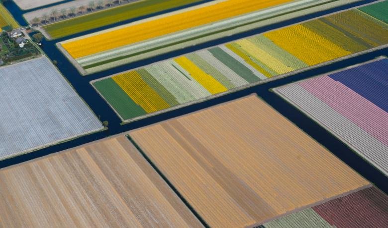 ruc-ro-canh-dong-hoa-tulip-tua-bay-sac-cau-vong