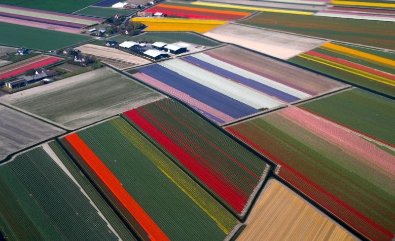 ruc-ro-canh-dong-hoa-tulip-tua-bay-sac-cau-vong
