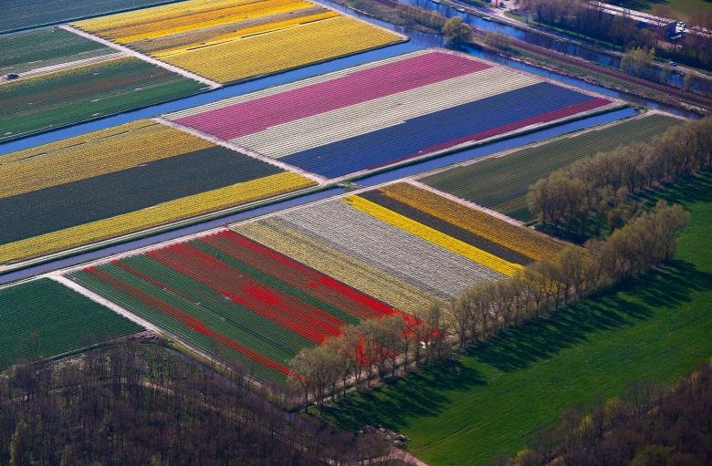 ruc-ro-canh-dong-hoa-tulip-tua-bay-sac-cau-vong