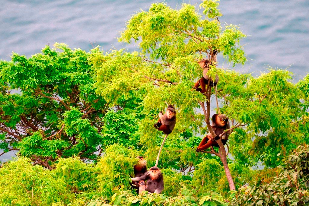 da-nang-yeu-cau-can-bo-noi-khong-voi-viec-su-dung-nhan-qua-bieu-la-cac-loai-dong-vat-hoang-da