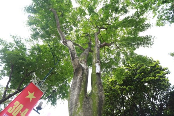 can-canh-hang-sua-do-tren-duong-tran-hung-dao-sap-di-doi-de-lam-tuyen-metro