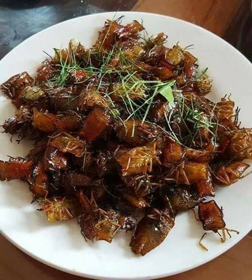 Bọ xít rang, món đặc sản Sơn La thách thức những tín đồ ẩm thực