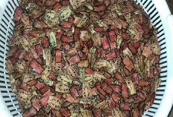 Bọ xít rang, món đặc sản Sơn La thách thức những tín đồ ẩm thực