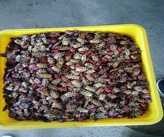Bọ xít rang, món đặc sản Sơn La thách thức những tín đồ ẩm thực