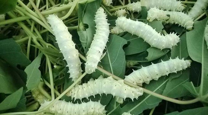 Nuôi tằm bán kén, lãi hàng trăm triệu mỗi năm
