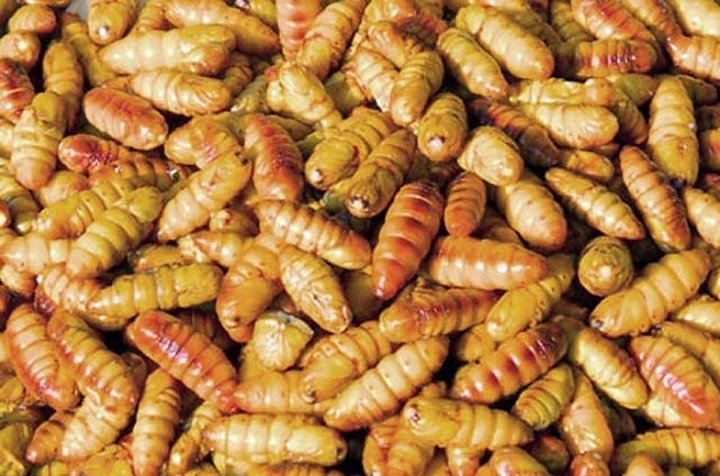 Nuôi tằm bán kén, lãi hàng trăm triệu mỗi năm