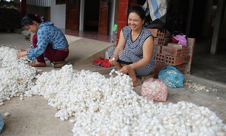 Nuôi tằm bán kén, lãi hàng trăm triệu mỗi năm