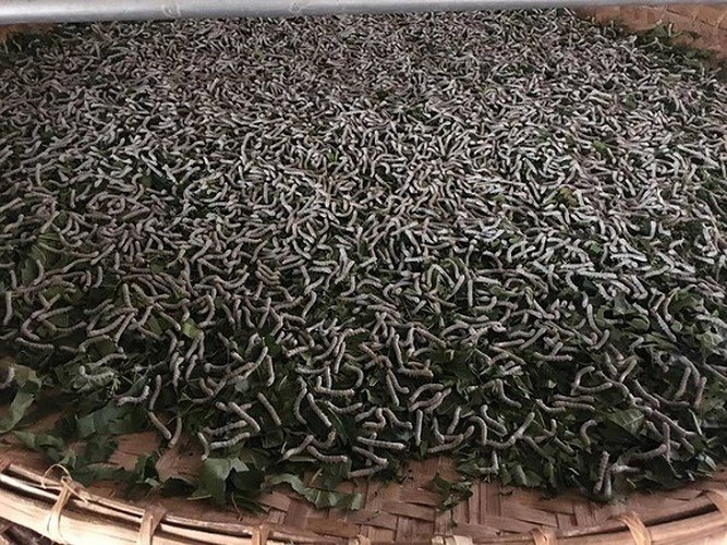 Nuôi tằm bán kén, lãi hàng trăm triệu mỗi năm