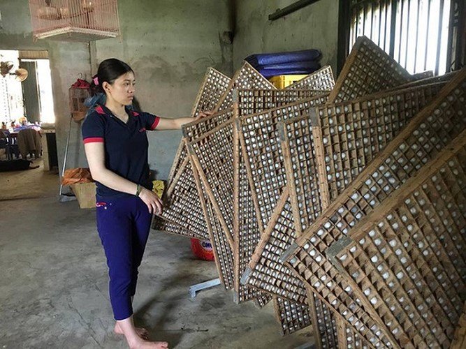 Nuôi tằm bán kén, lãi hàng trăm triệu mỗi năm