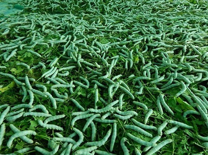 Nuôi tằm bán kén, lãi hàng trăm triệu mỗi năm