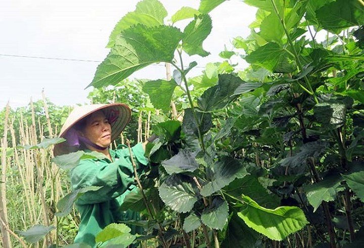 Nuôi tằm bán kén, lãi hàng trăm triệu mỗi năm