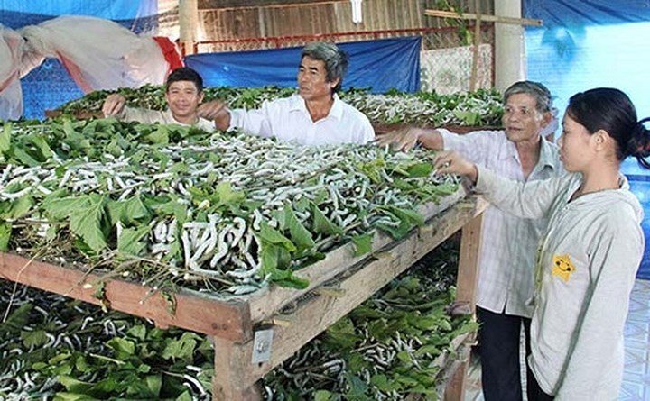 Nuôi tằm bán kén, lãi hàng trăm triệu mỗi năm