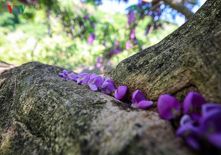 Ảnh: Bán đảo Sơn Trà nhuộm tím hoa sưa