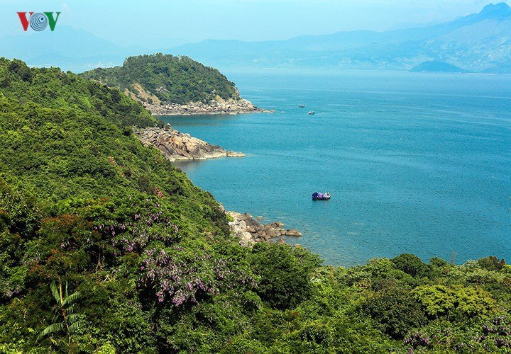 Ảnh: Bán đảo Sơn Trà nhuộm tím hoa sưa