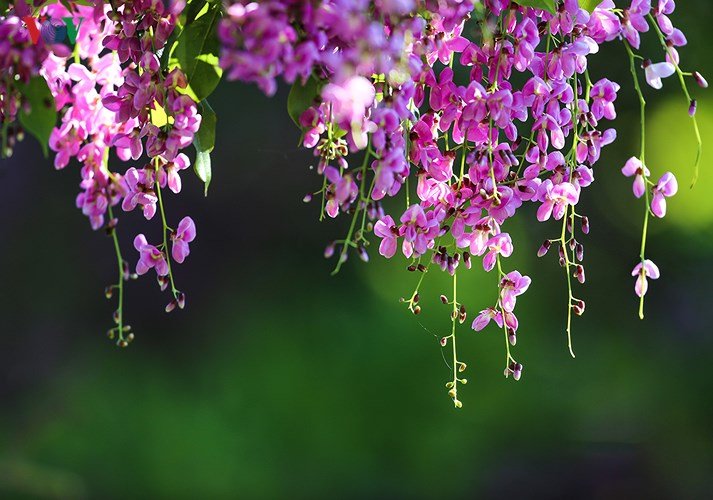Ảnh: Bán đảo Sơn Trà nhuộm tím hoa sưa