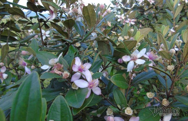 Đồi sim tím lịm bậc nhất xứ Nghệ: Dân teen đổ xô 'seo phì' giữa nắng