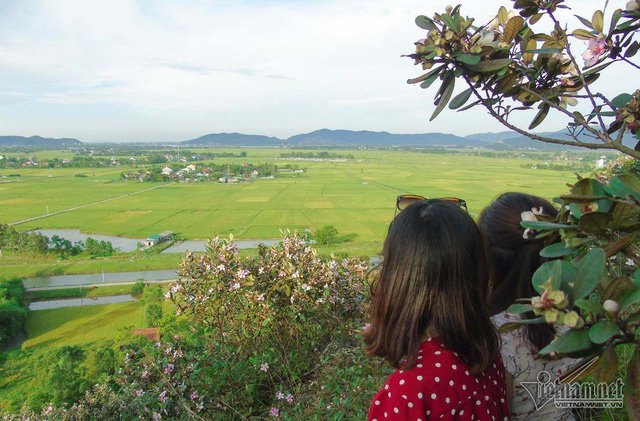 Đồi sim tím lịm bậc nhất xứ Nghệ: Dân teen đổ xô 'seo phì' giữa nắng