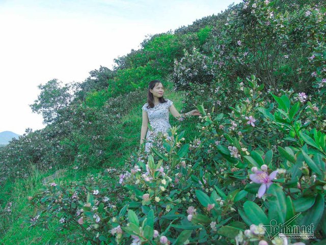 Đồi sim tím lịm bậc nhất xứ Nghệ: Dân teen đổ xô 'seo phì' giữa nắng