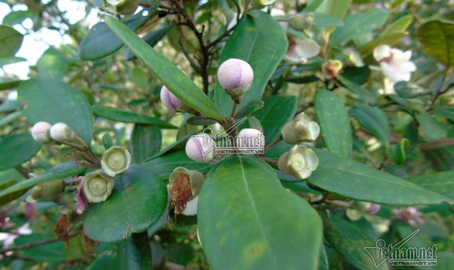 Đồi sim tím lịm bậc nhất xứ Nghệ: Dân teen đổ xô 'seo phì' giữa nắng