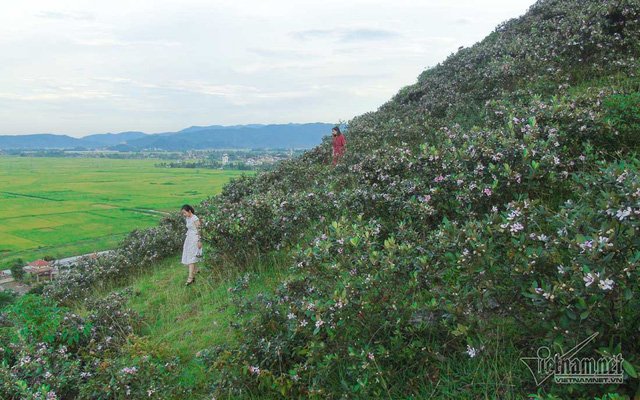 Đồi sim tím lịm bậc nhất xứ Nghệ: Dân teen đổ xô 'seo phì' giữa nắng