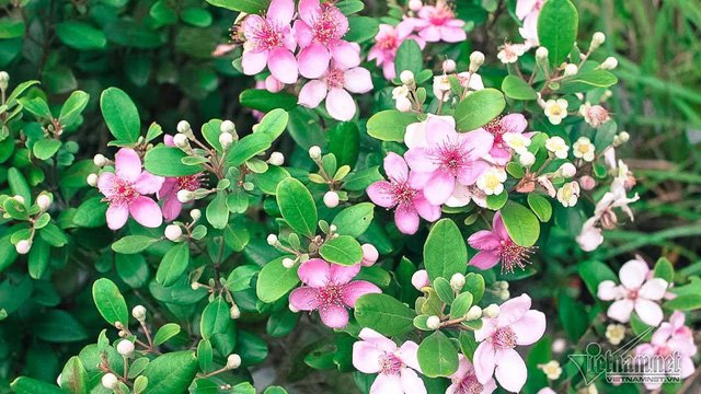 Đồi sim tím lịm bậc nhất xứ Nghệ: Dân teen đổ xô 'seo phì' giữa nắng